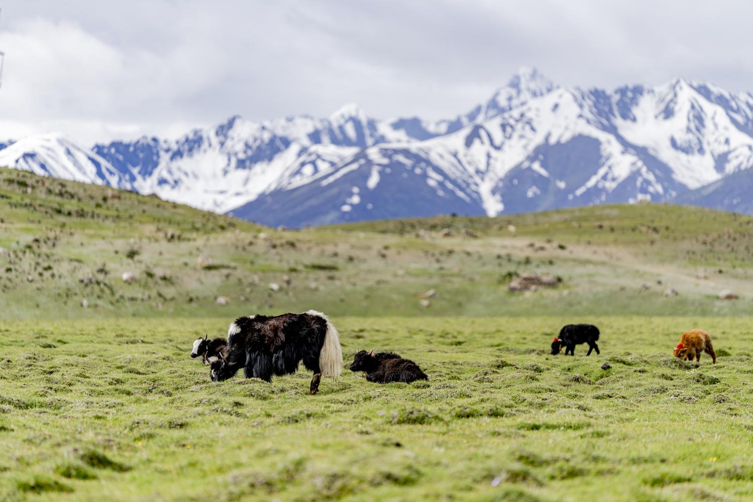 bfa exhibition 2021 steve wang slide 5